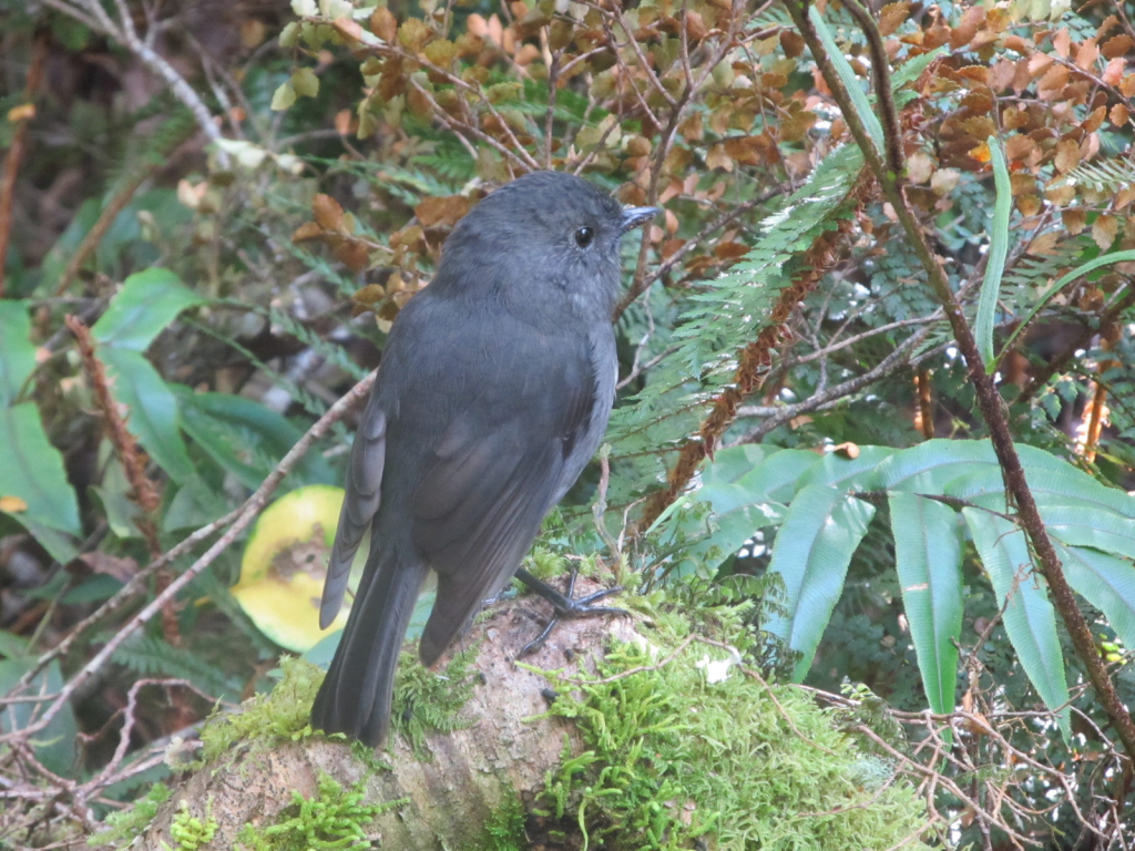 Profile photo, taken from behind of a small, dark, slate-grey forest bird perched on moss-covered branch, lying amongst ferns and bracken on the forest floor.